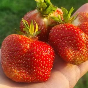 Braškių Daigai Vikat (10 vnt.)