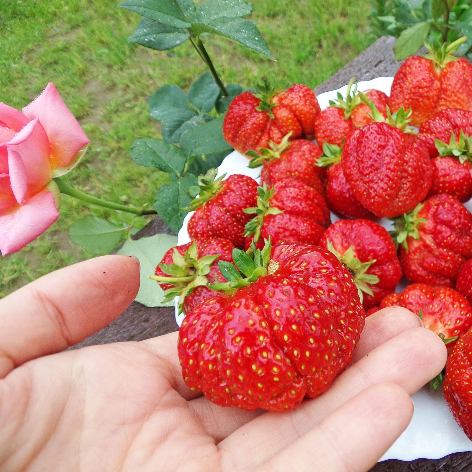 Azja Braškių Daigai