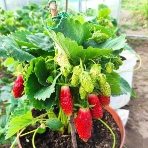 braškių daigai Kupčicha