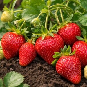 Braškių daigai Roxana (10 vnt.)