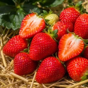 Braškių Daigai BRILANT (10 vnt.)