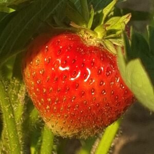 Braškių Daigai Gigant (10 vnt.)