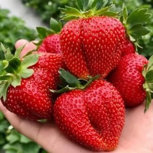 Braškių Daigai Marmolada (10 vnt.)