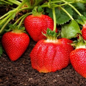 Braškių Daigai Asia (10 vnt.)