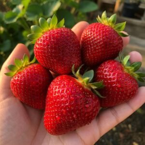 Braškių Daigai Pandora (10 vnt.)