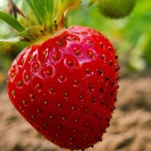 Braškių Daigai Allegro (10 vnt.)